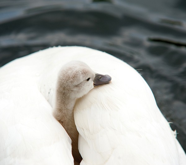 zwanen-6
